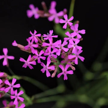 Sweet William Catchflies
