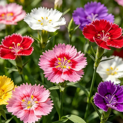 Sweet William Seeds - Verdseeds