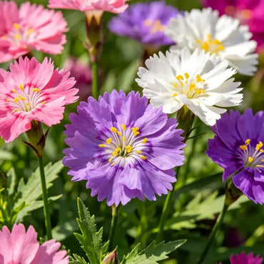 Sweet William Seeds - Verdseeds