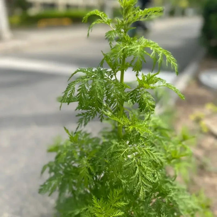 Sweet Wormwood Seeds - Verdseeds