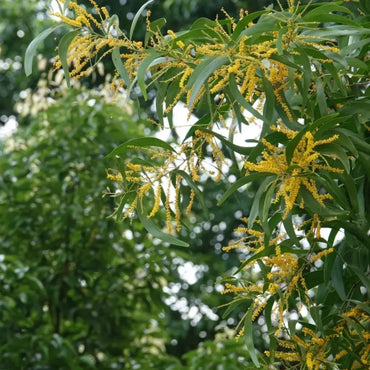 Taiwan Acacia Seeds