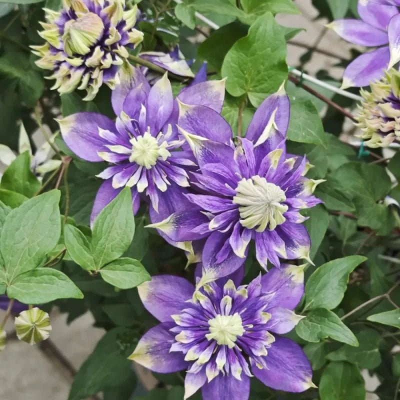 Taiga Clematis Seeds - Verdseeds