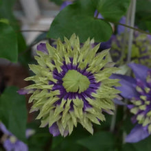 Taiga Clematis Seeds - Verdseeds