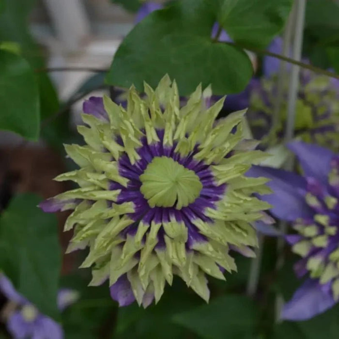 Taiga Clematis Seeds - Verdseeds