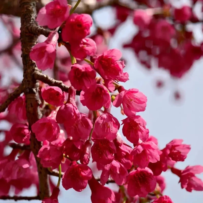 Taiwan Cherry Seeds - Verdseeds