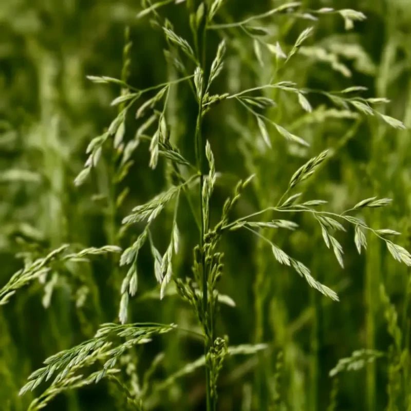 Tall Fescue Seeds - Verdseeds