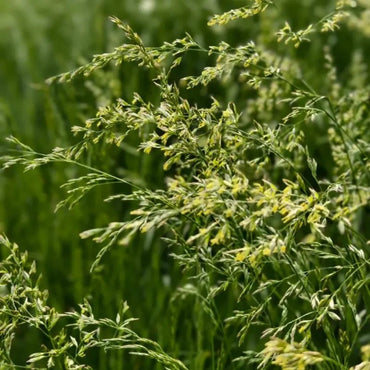 Tall Fescue Seeds - Verdseeds