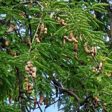 Tamarind Seeds - Verdseeds