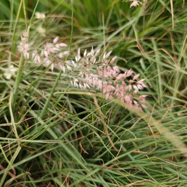 Molasses Grass Seeds