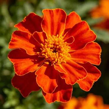 Tangerine - Red Single with Gold Edge French Marigold Seeds - Verdseeds