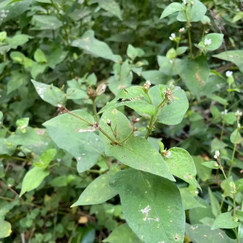 Tartary Buckwheat Seeds - Verdseeds