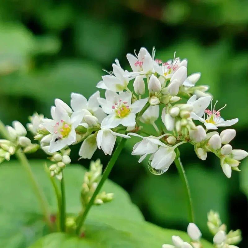 Tartary Buckwheat Seeds - Verdseeds