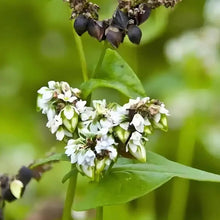 Tartary Buckwheat Seeds - Verdseeds