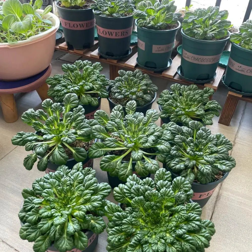 Tatsoi Seeds - Verdseeds