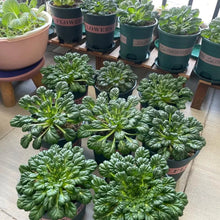 Tatsoi Seeds - Verdseeds