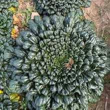 Tatsoi Seeds - Verdseeds