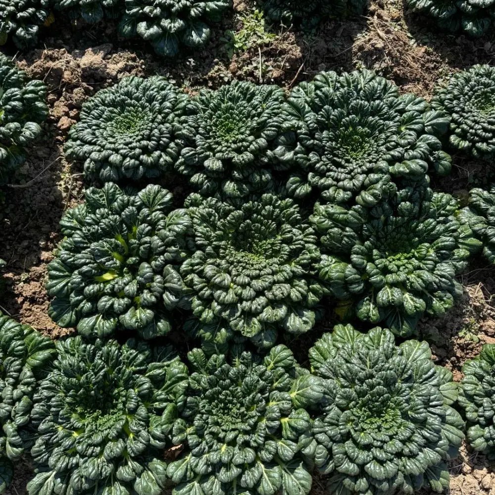 Tatsoi Seeds - Verdseeds