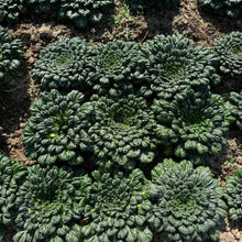 Tatsoi Seeds - Verdseeds