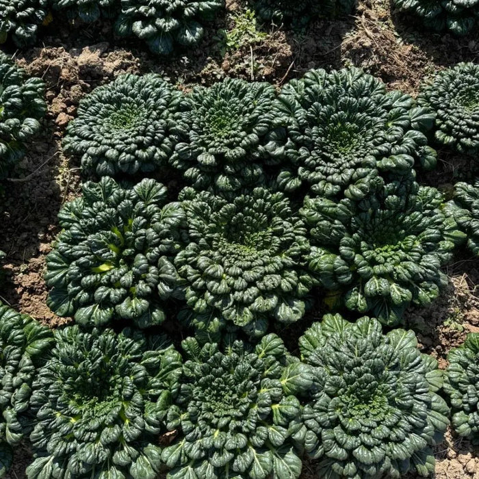 Tatsoi Seeds - Verdseeds