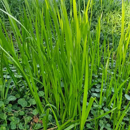 Sweet Flag Seeds