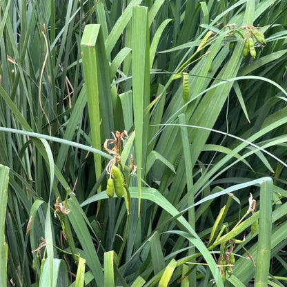 Sweet Flag Seeds