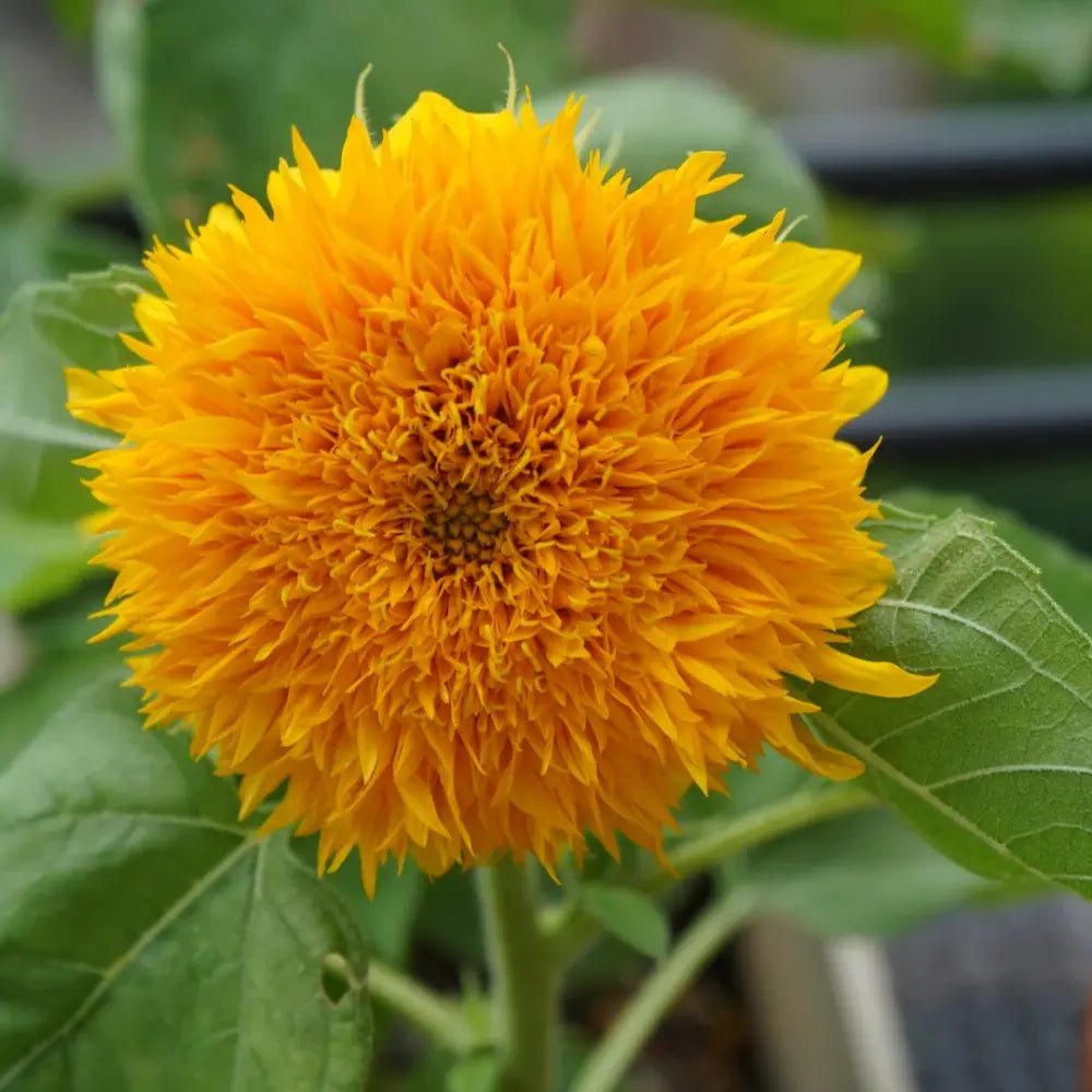 Teddy Bear Sunflower - Verdseeds