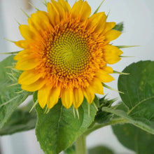 Teddy Bear Sunflower - Verdseeds
