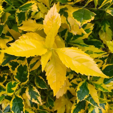 Tephrosia Seeds - Verdseeds