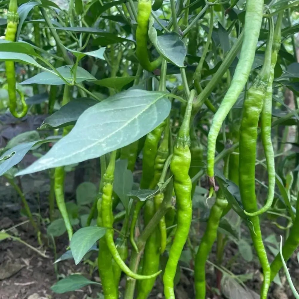 Thin Chili Pepper Seeds - Verdseeds