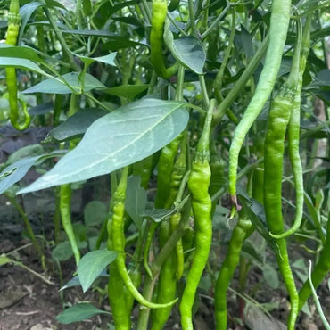 Thin Chili Pepper Seeds - Verdseeds
