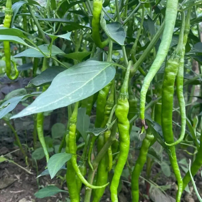 Thin Chili Pepper Seeds - Verdseeds