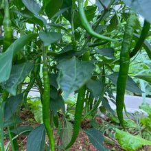 Thin Chili Pepper Seeds - Verdseeds