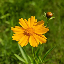 Threadleaf Coreopsis Seeds - Verdseeds