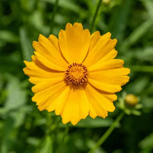 Threadleaf Coreopsis Seeds - Verdseeds