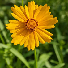 Threadleaf Coreopsis Seeds - Verdseeds