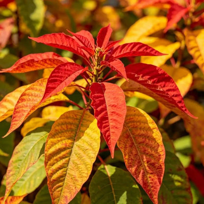 Three Color Viewing Leaves Joseph's Coat Seeds - Verdseeds