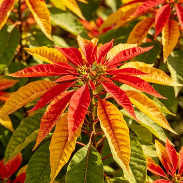 Three Color Viewing Leaves Joseph's Coat Seeds - Verdseeds