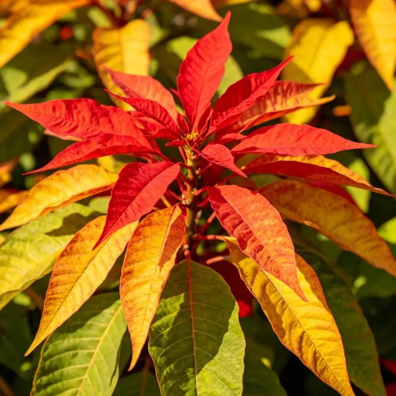 Three Color Viewing Leaves Joseph's Coat Seeds - Verdseeds