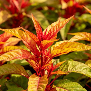 Three Color Viewing Leaves Joseph's Coat Seeds - Verdseeds