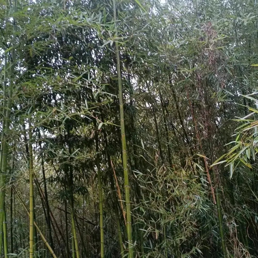 Thunder Bamboo Seeds - Verdseeds