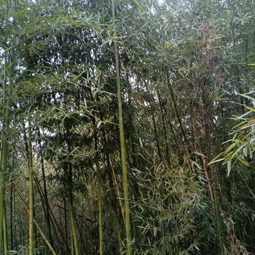 Thunder Bamboo Seeds - Verdseeds