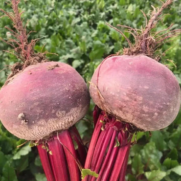 Beet Seeds