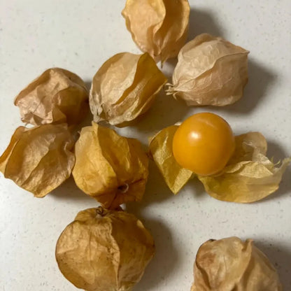 Ground Cherry Seeds