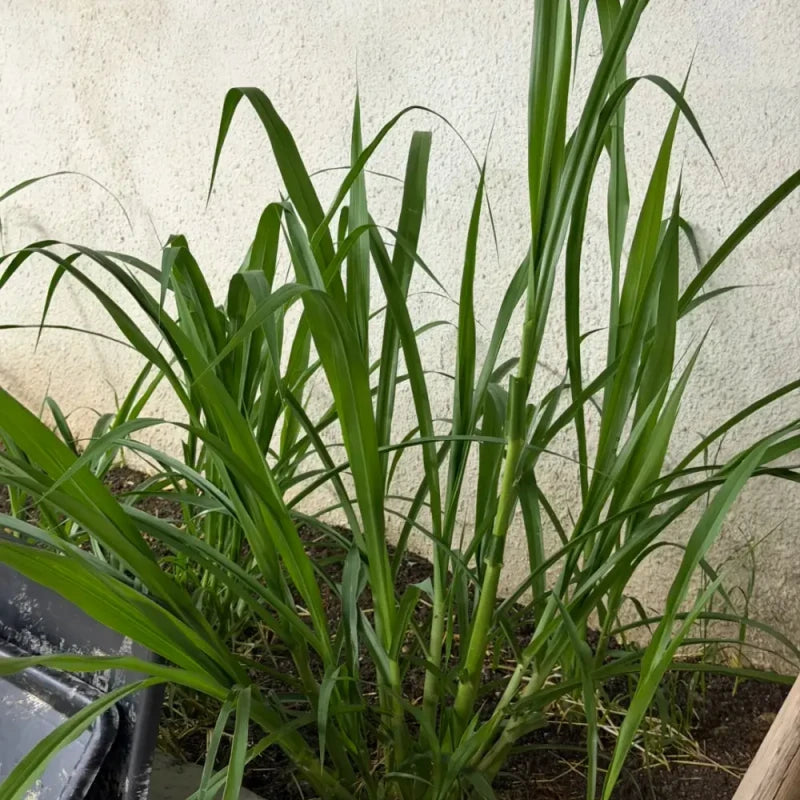 Napier Grass Seeds