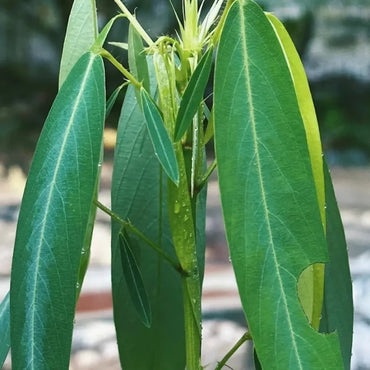 Dancing Plant Seeds