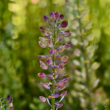 Flixweed Seeds