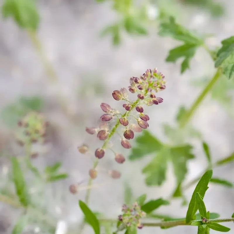 Flixweed Seeds