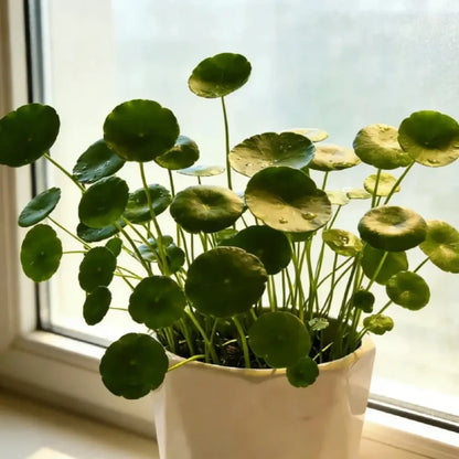 Pennywort Seeds