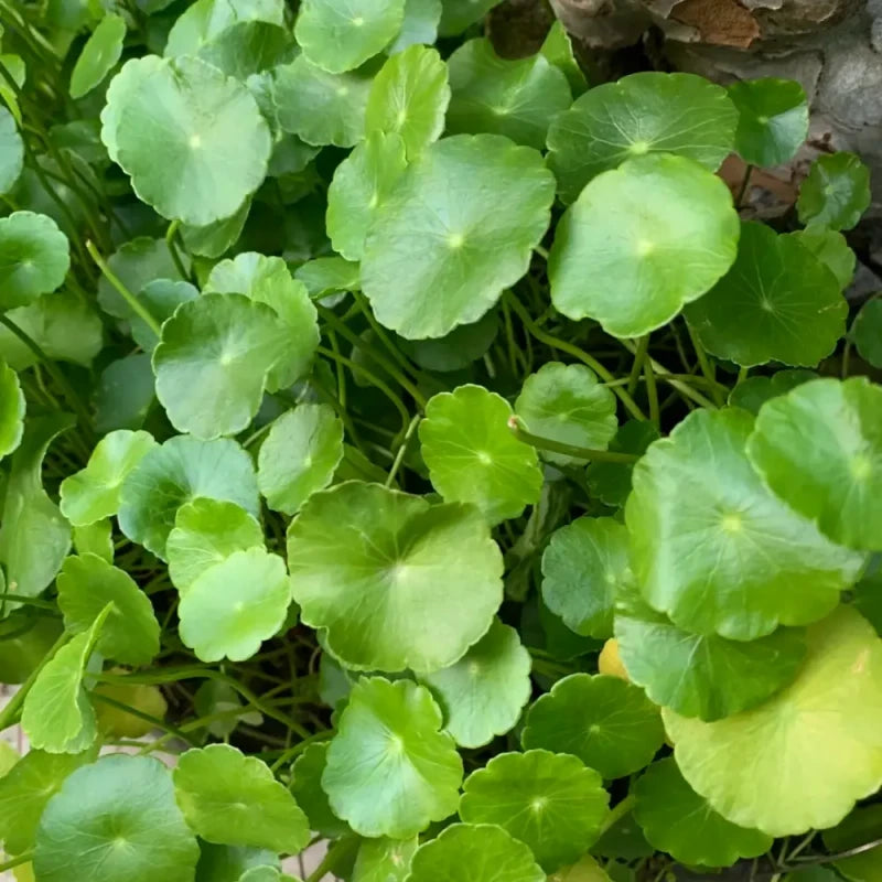 Pennywort Seeds