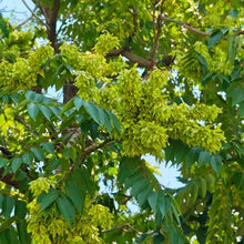 Tree of Heaven Seeds - Verdseeds